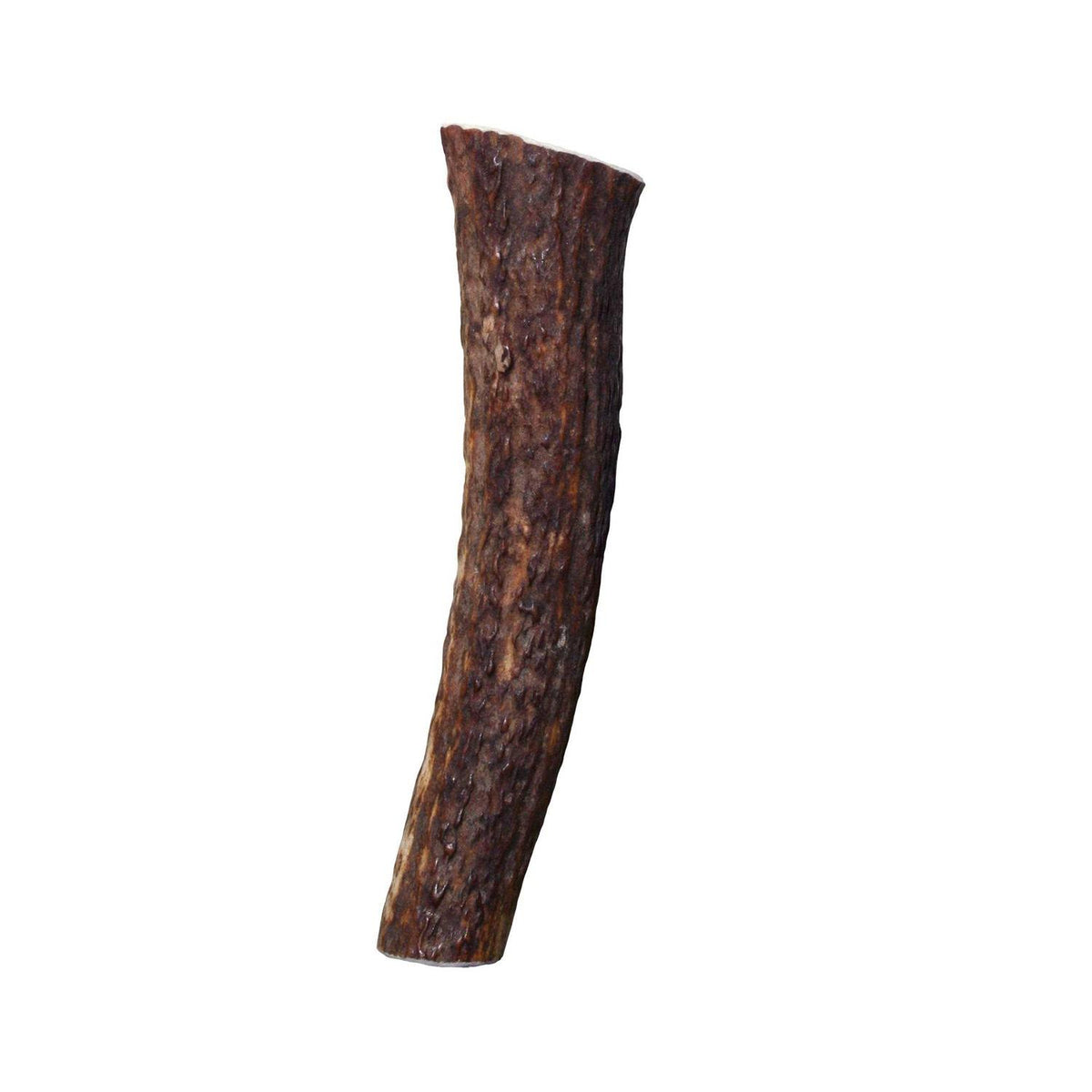 Whole Wild Elk Antler Z249815