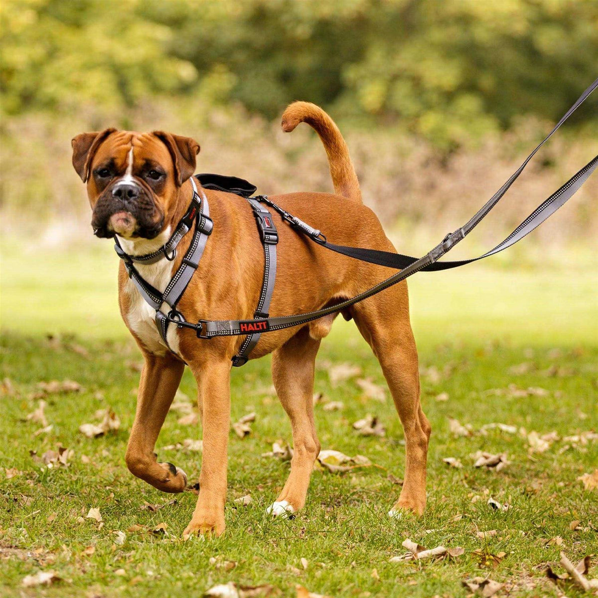 Double Ended Dog Leash L36225