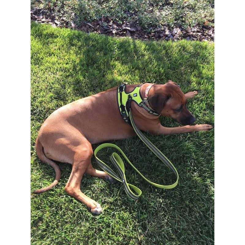 Padded Reflective Dog Leash J28428