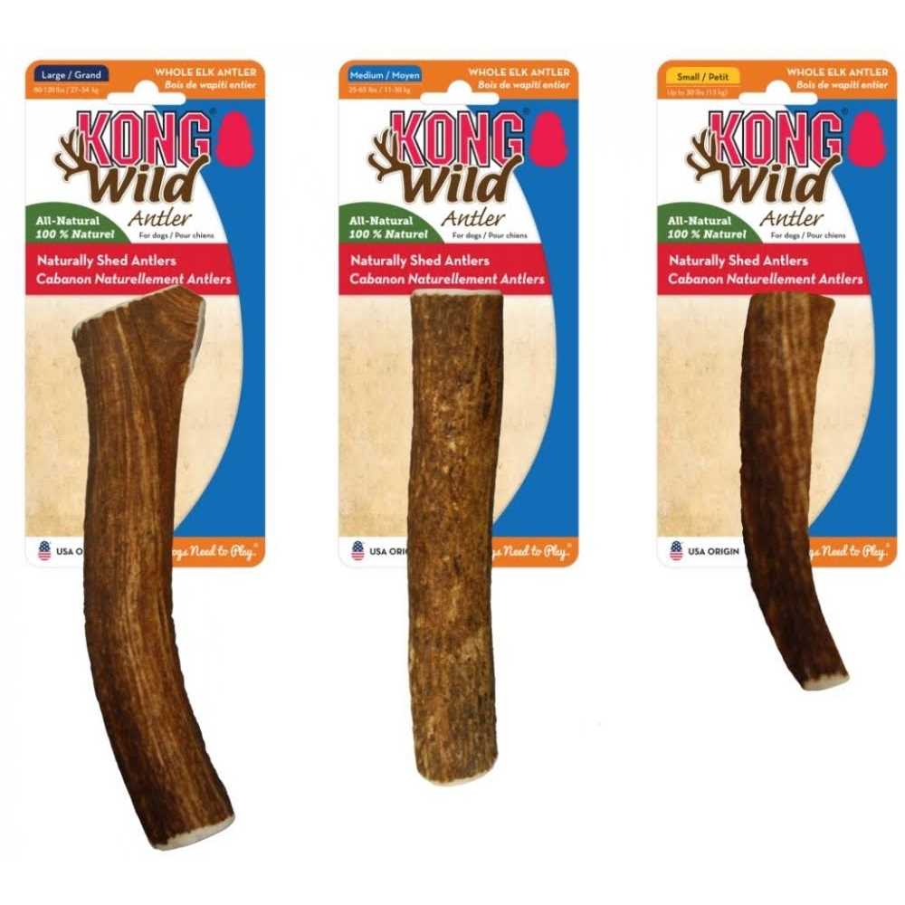 Whole Wild Elk Antler Z249815