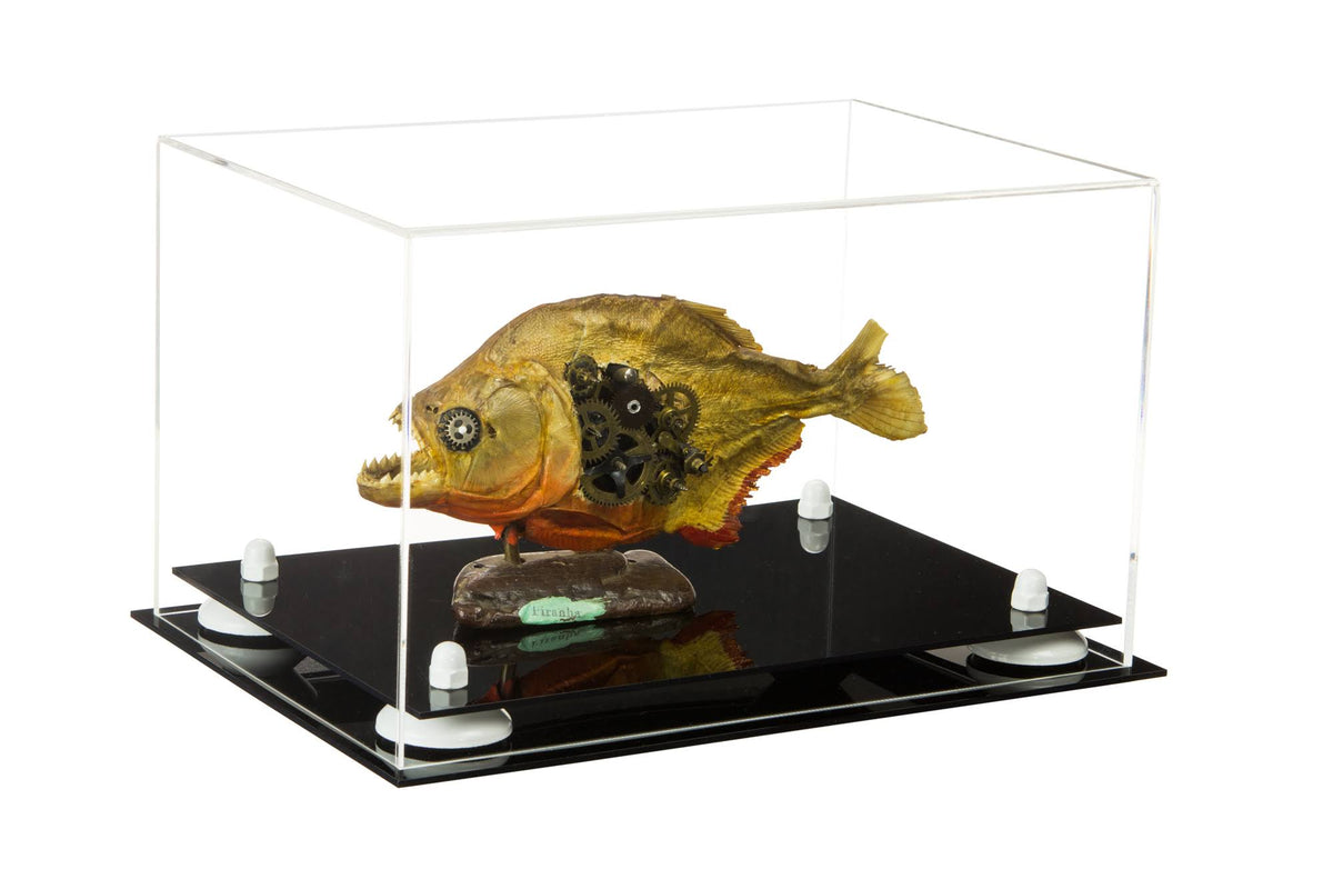 Clear Acrylic Display Case with White Risers 12 inch x 8.25 inch x 8 inch T24016