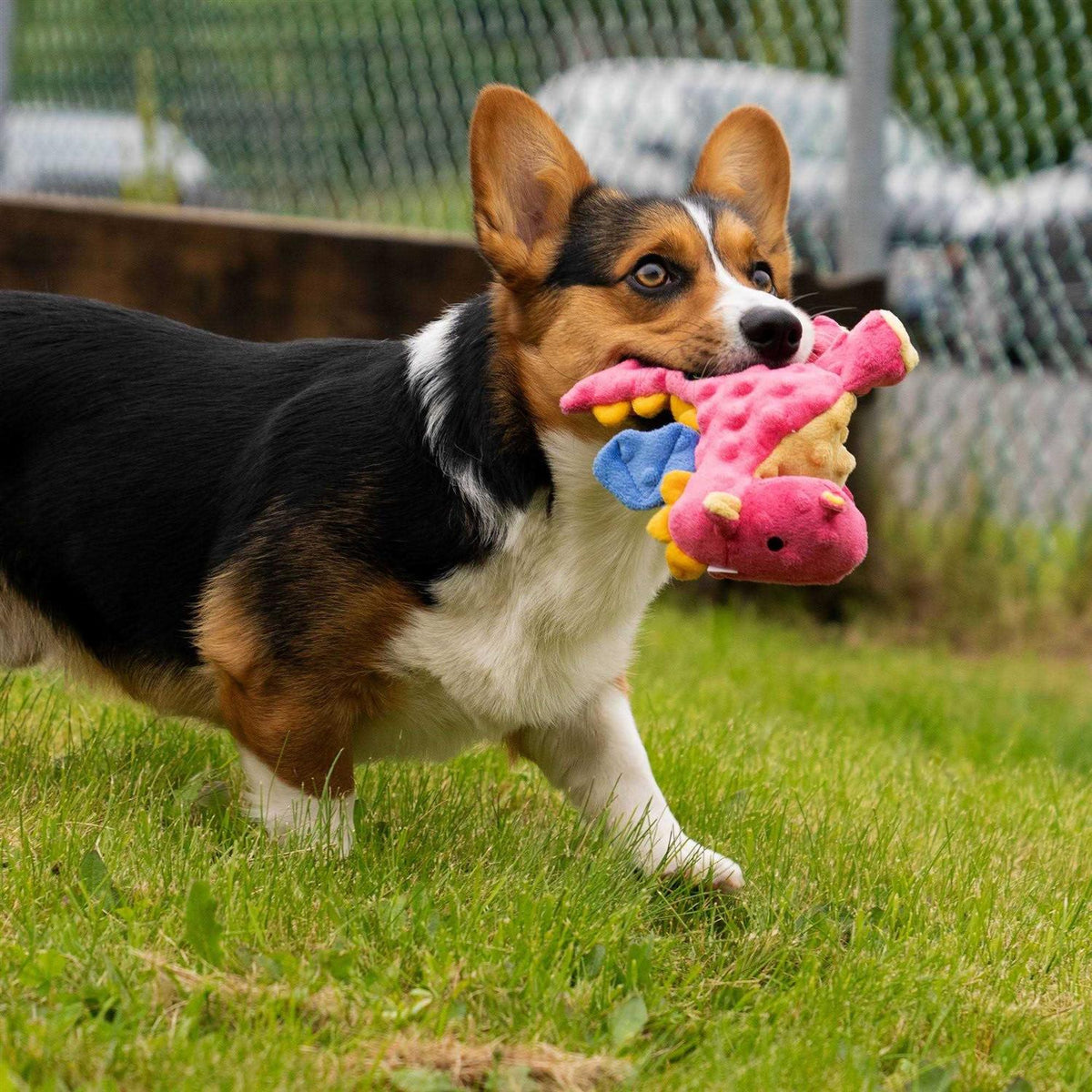 Chew Guard Dog Toy B74460
