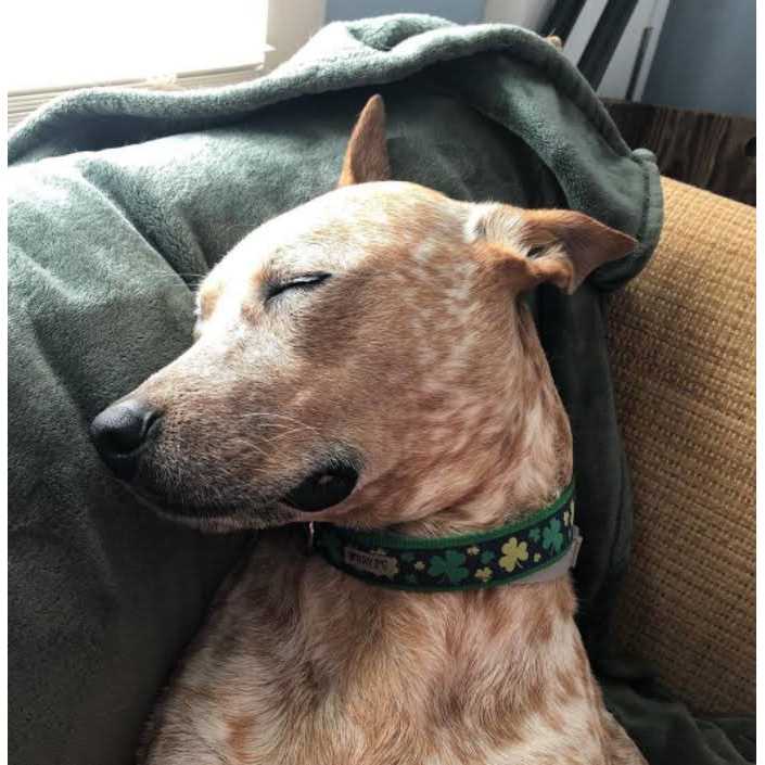 Dog Collar L774124