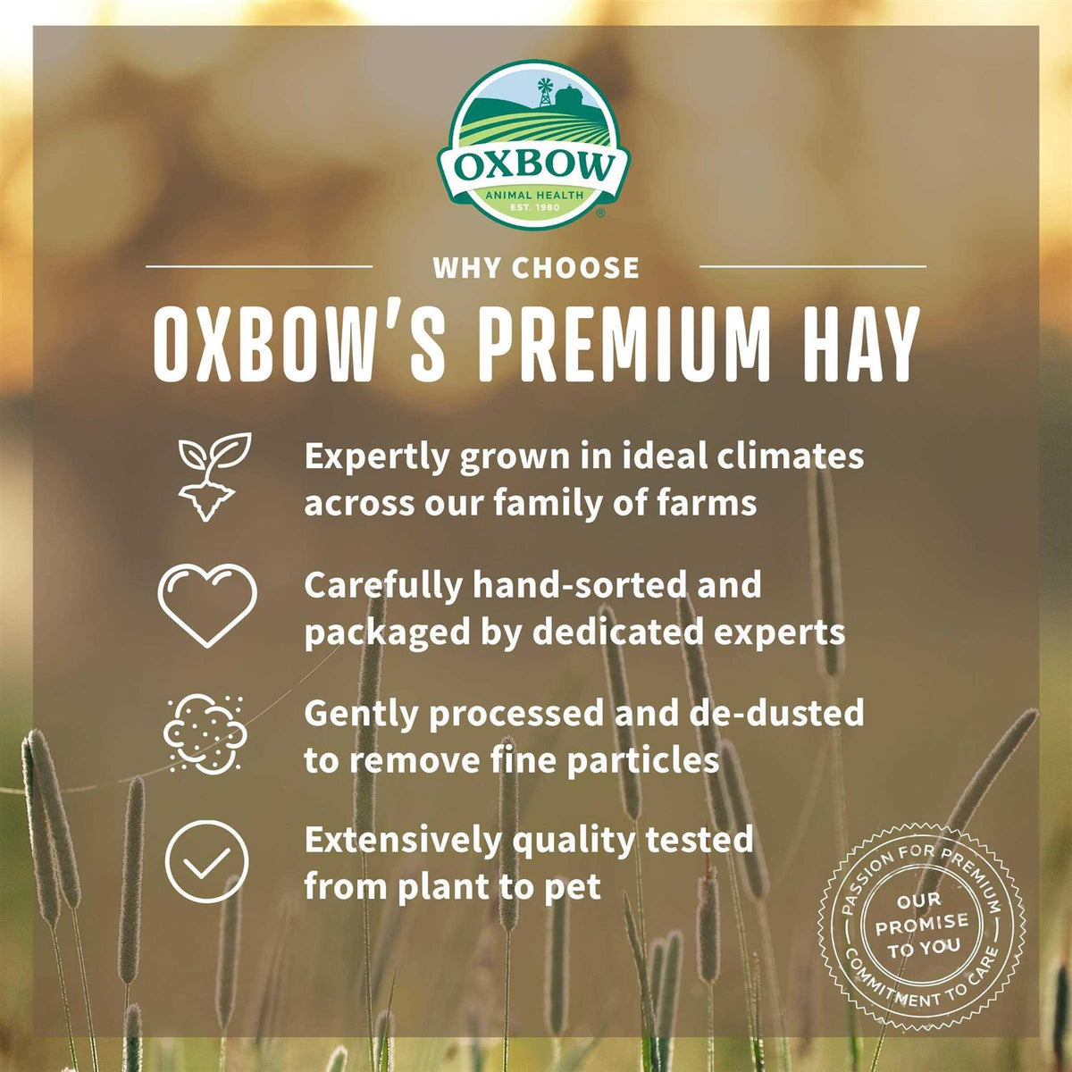 Orchard Grass Hay U882703